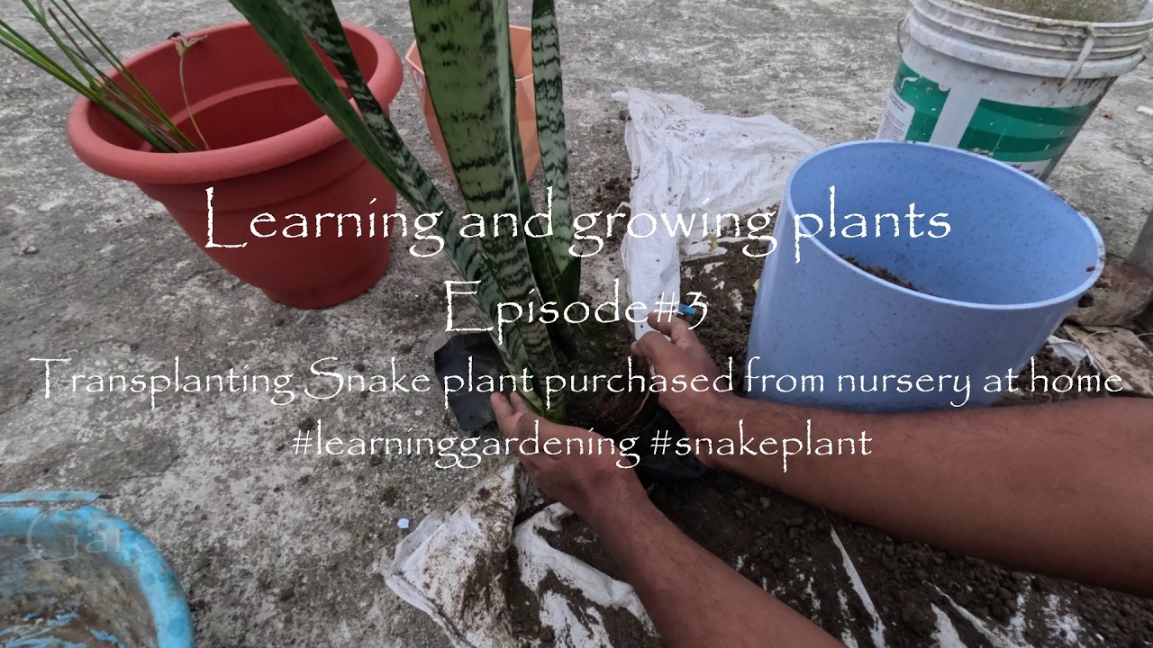 Transplanting Snake plant purchased from nursery at home #learninggardening #snakeplant