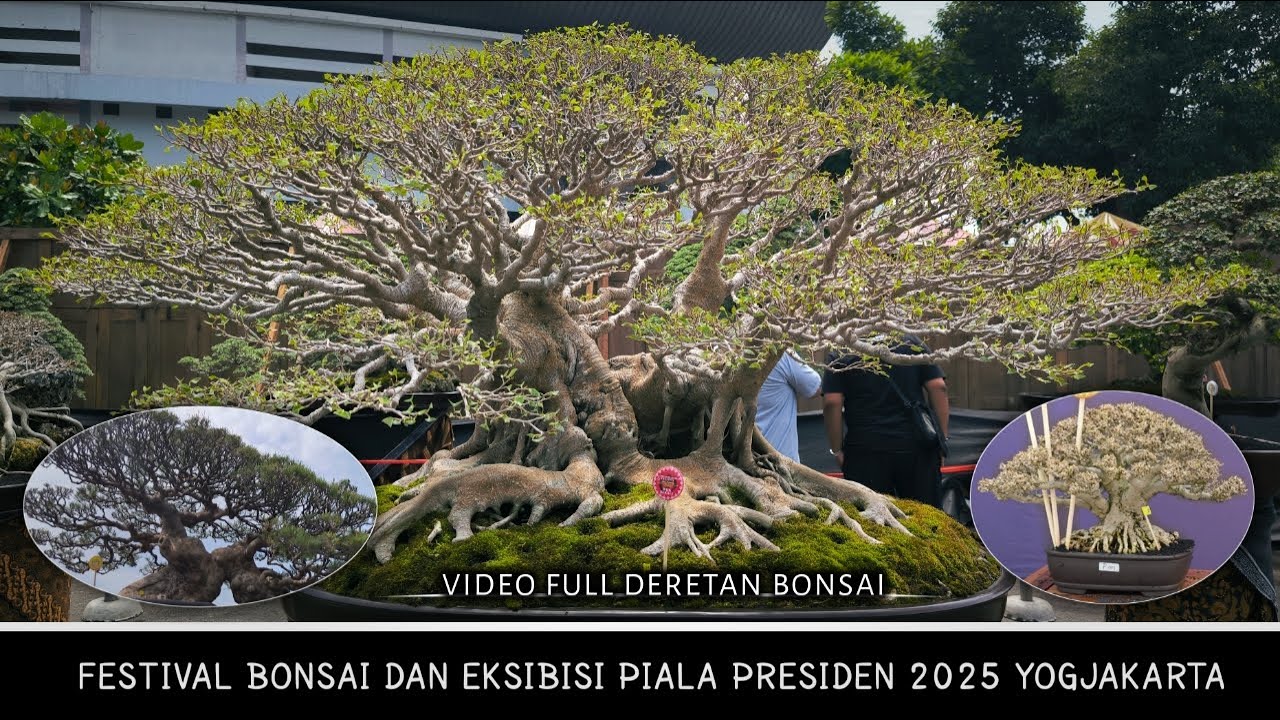 Festival Bonsai Dan Eksibisi Piala Presiden Jogja 2025