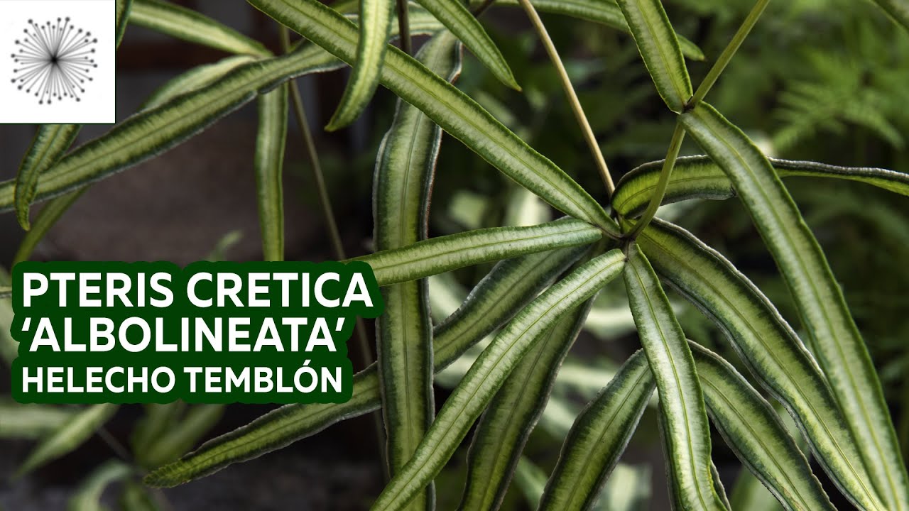 Plantas de sombra: Todo sobre el Helecho Pteris cretica Albolineata o Helecho Temblón
