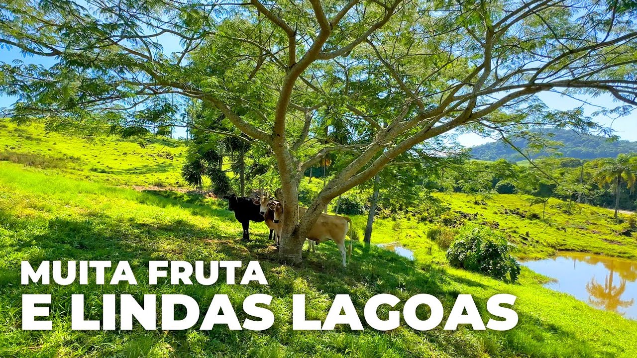 SÍTIO COM MUITA FRUTA E LINDAS LAGOAS