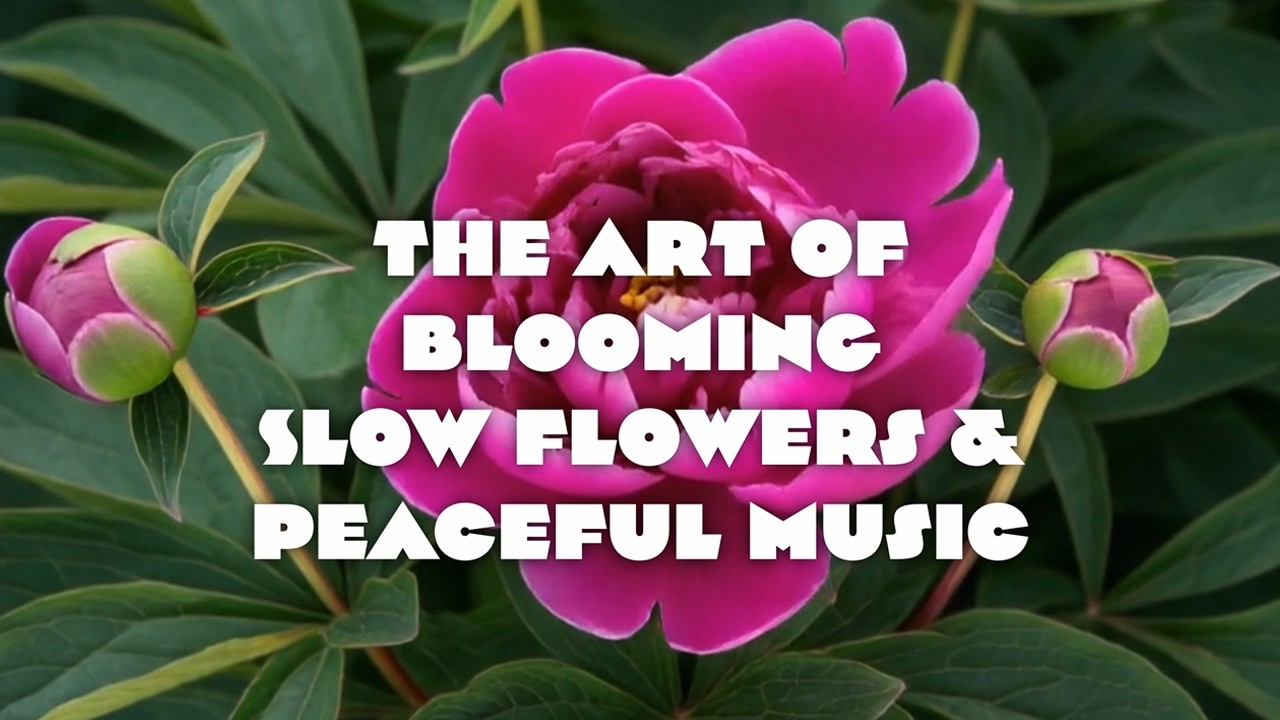 🌷Relaxing Flower Blooming Video🌷 Peony,  Daisy, Rose, Tulip, Hibiscus & Strelitzia | Calm Music