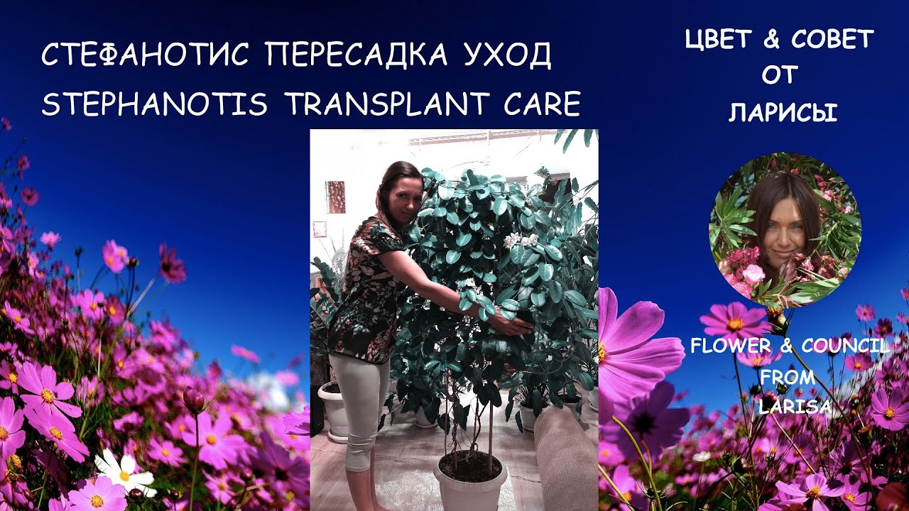 СТЕФАНОТИС КАК ПЕРЕСАДИТЬ, УХОД | Стефанотис уход в домашних условиях видео