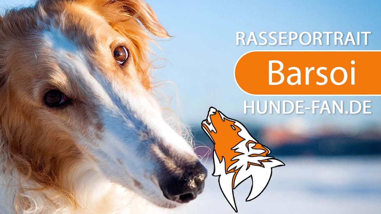 ► Barsoi [2018] Rasse, Aussehen & Charakter