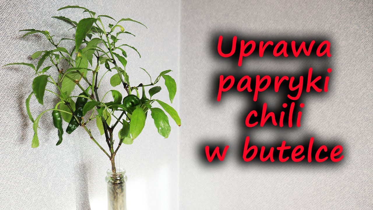 Uprawa papryki chili w butelce