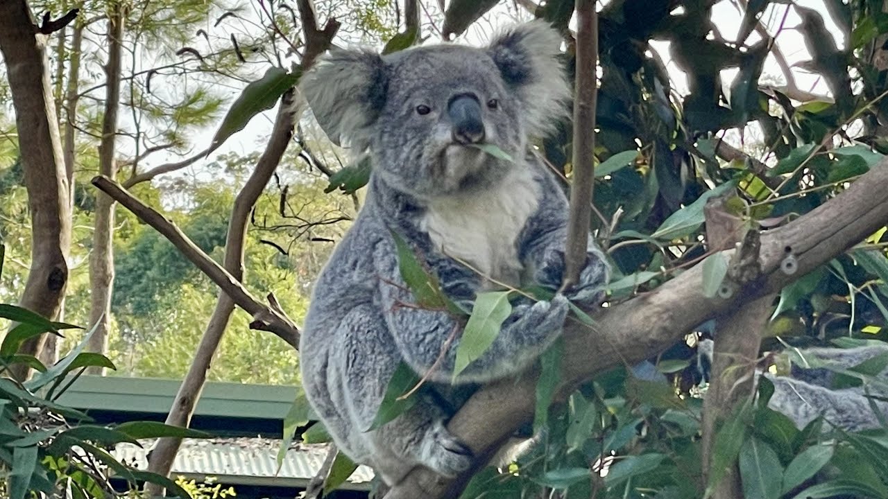 Australian Reptile Park Full Tour, Sydney Australia