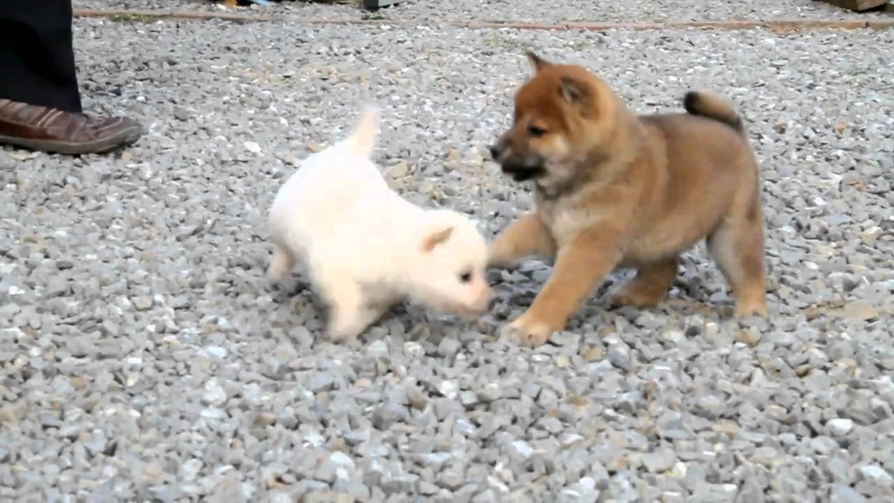 柴犬子犬白柴雌ID：1054　2011.02.24生まれ　2011.04.14撮影 柴犬.net