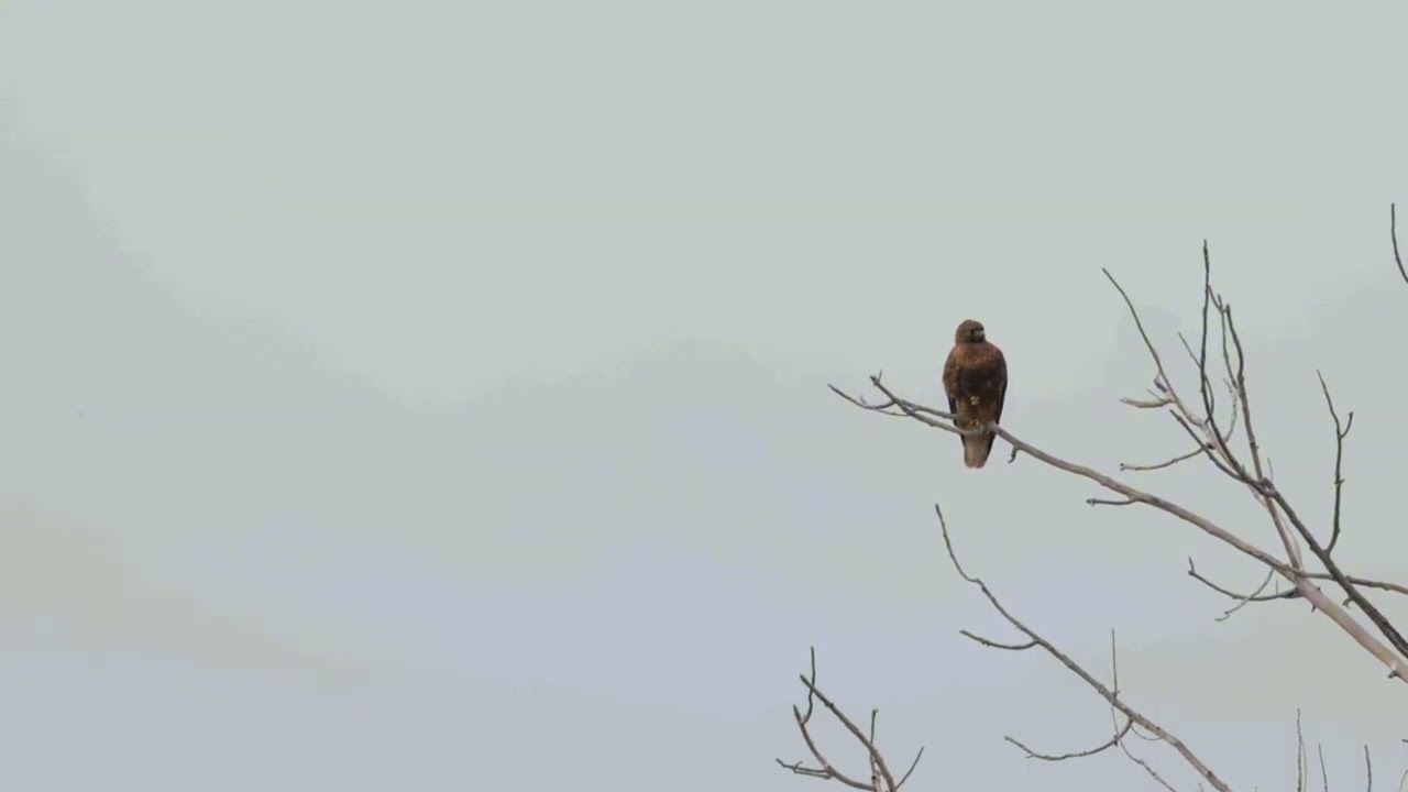 🦅 Red-Tailed Hawk at Rocky Mountain Arsenal | Snowy Wildlife Sighting ❄️