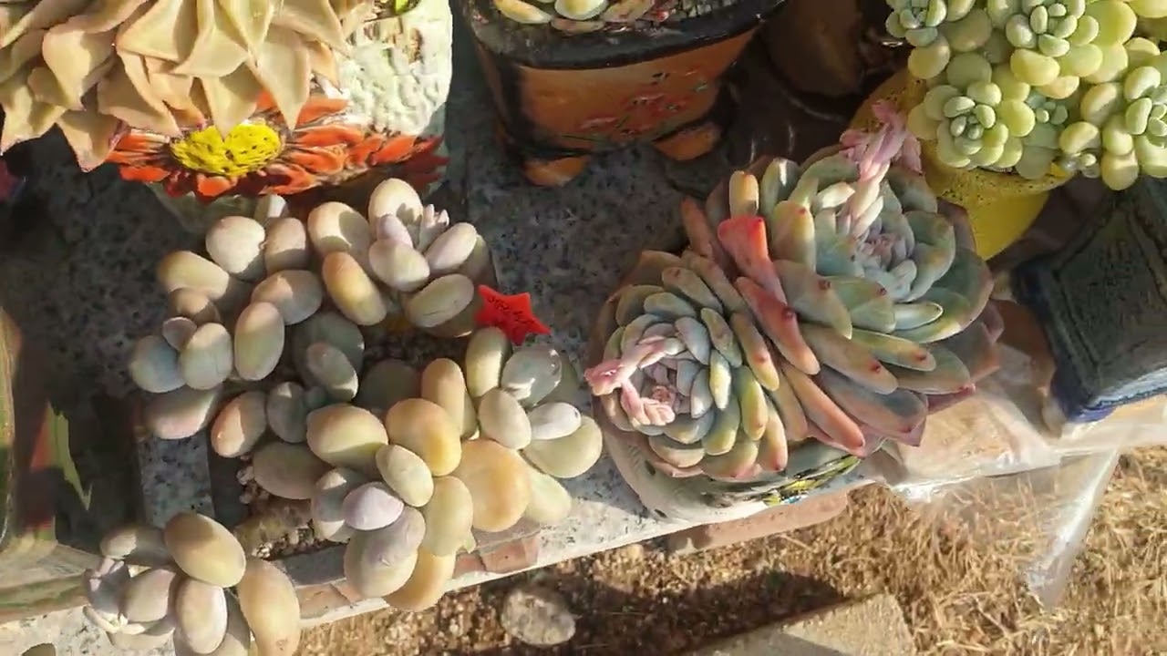 #완전체 #떼샷2  이쁜다육 보러오세요