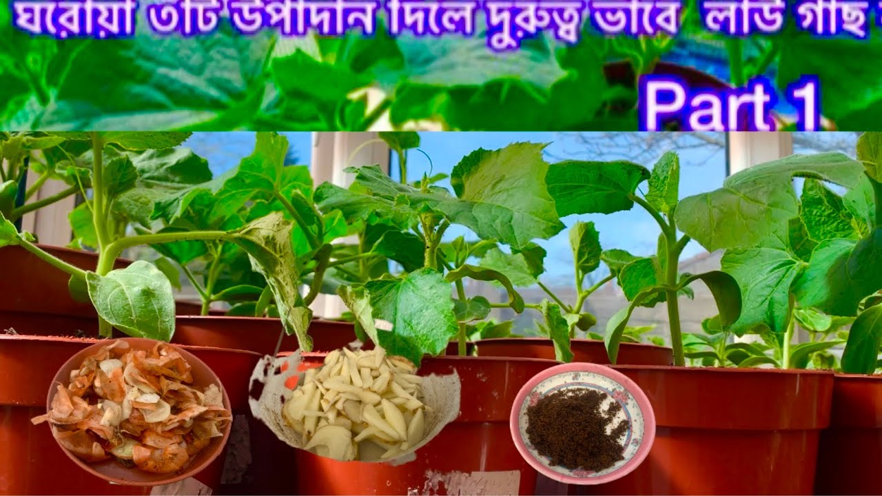 How To Cultivate Bangla Lau (Bottle Gourd)With 3 Home Made Ingredients SHOKHER BAGAN UK 2026