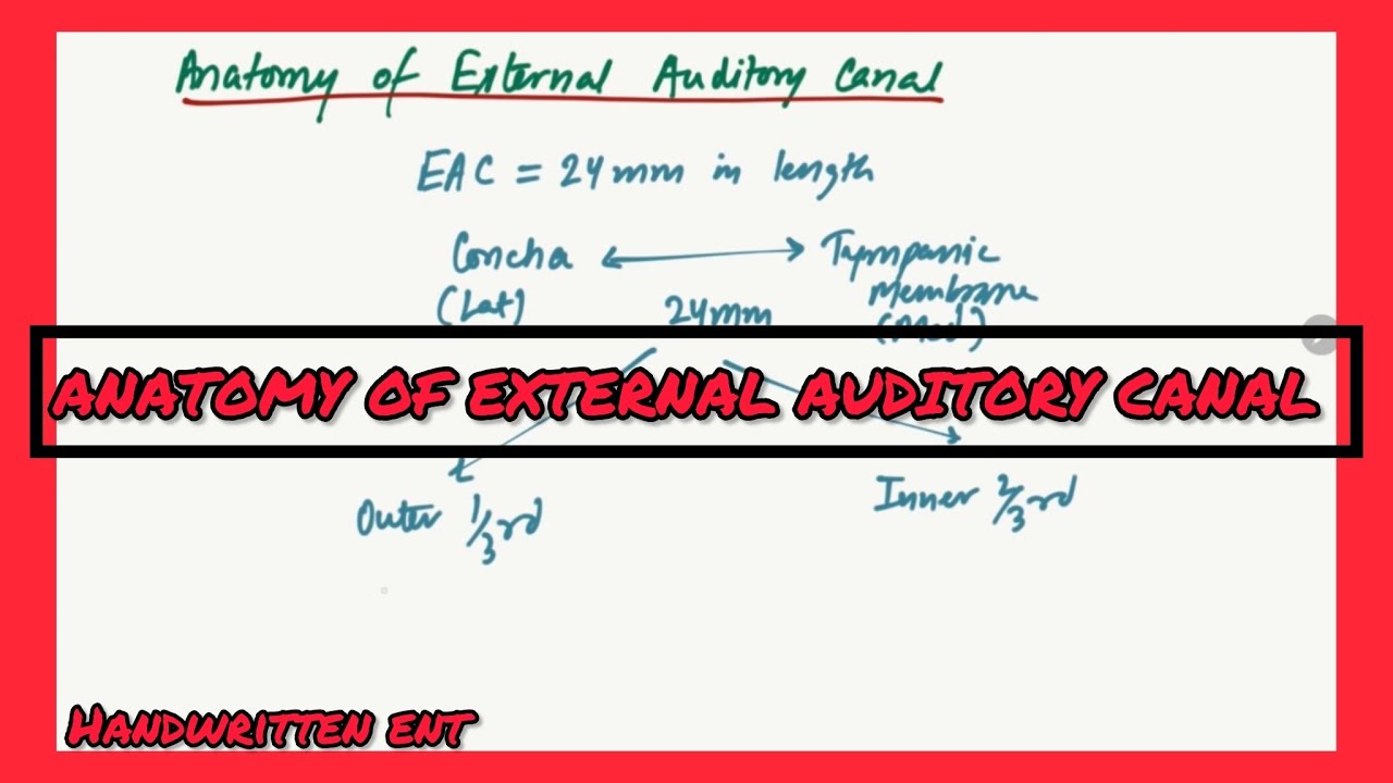 Anatomy of External Auditory Canal | Easy to understand | Handwritten ENT 