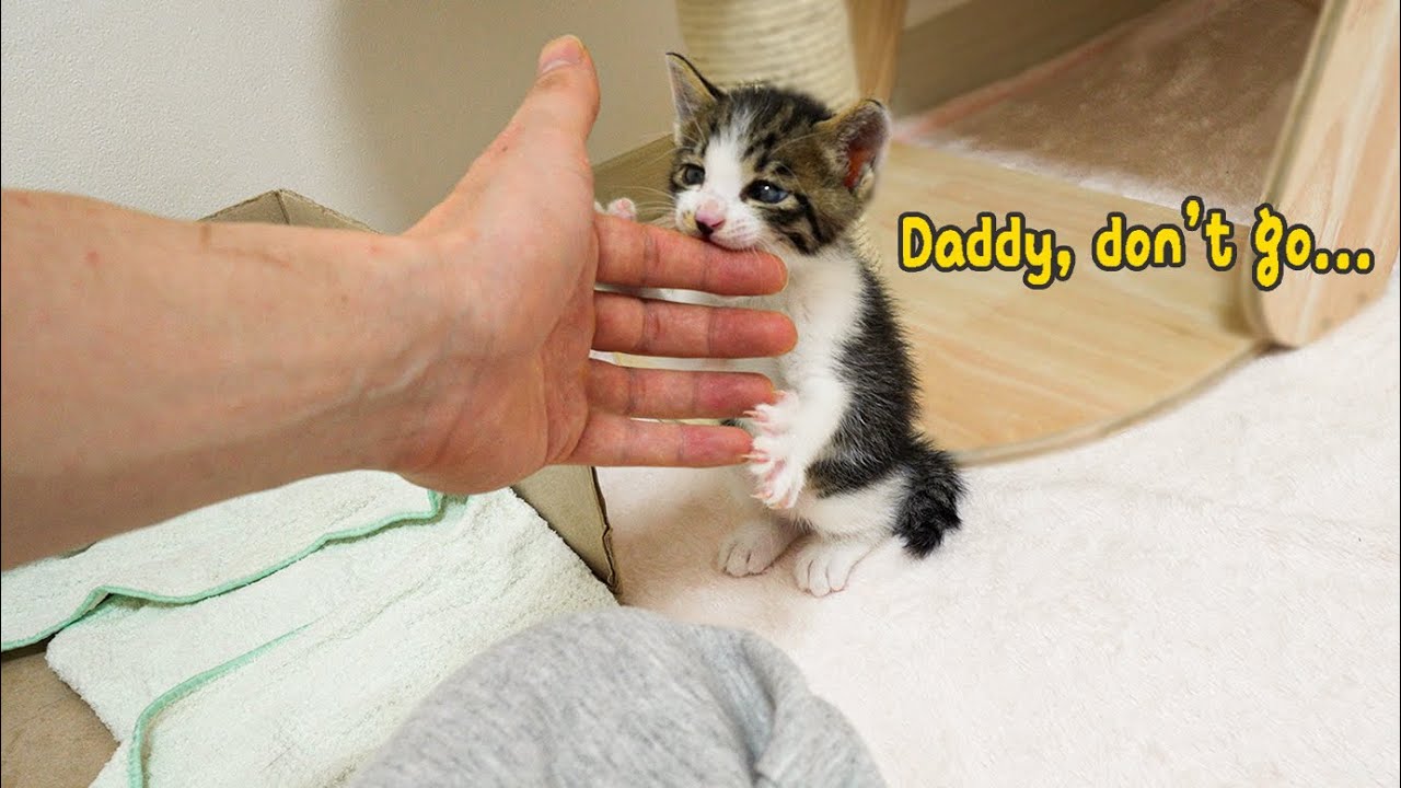 The Rescued Kitten Thinks of Me As a Father!