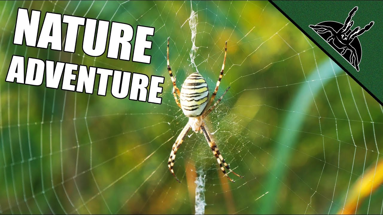SPIDER HUNT at DRAVA - Nature Adventure