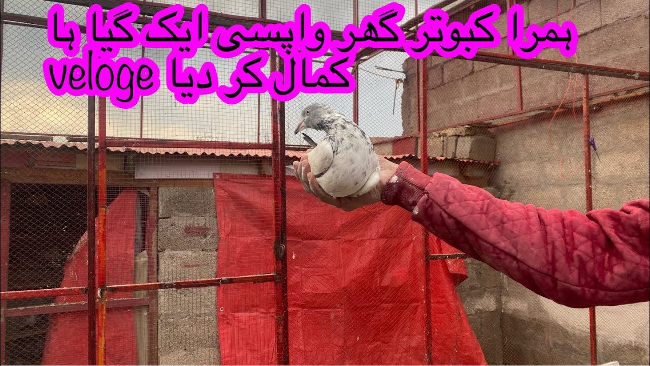 Watch full veloge kabuter wapis a gya kal wala kamal kar daya 