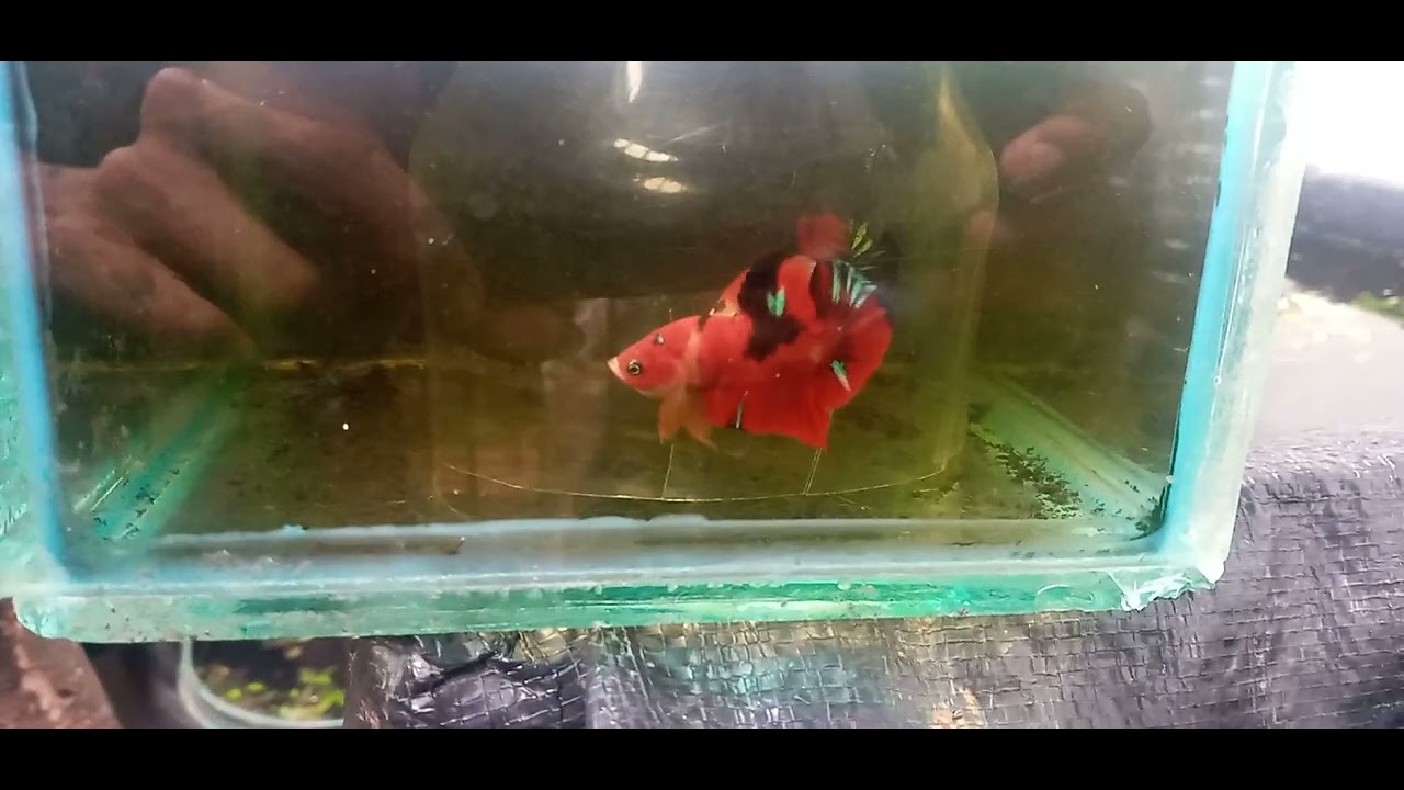 Maky betta ph