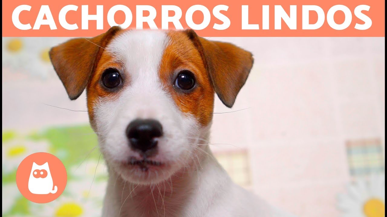 V&Iacute;DEOS DE CACHORROS FOFOS EM 4K: por que t&atilde;o lindos?! 😍