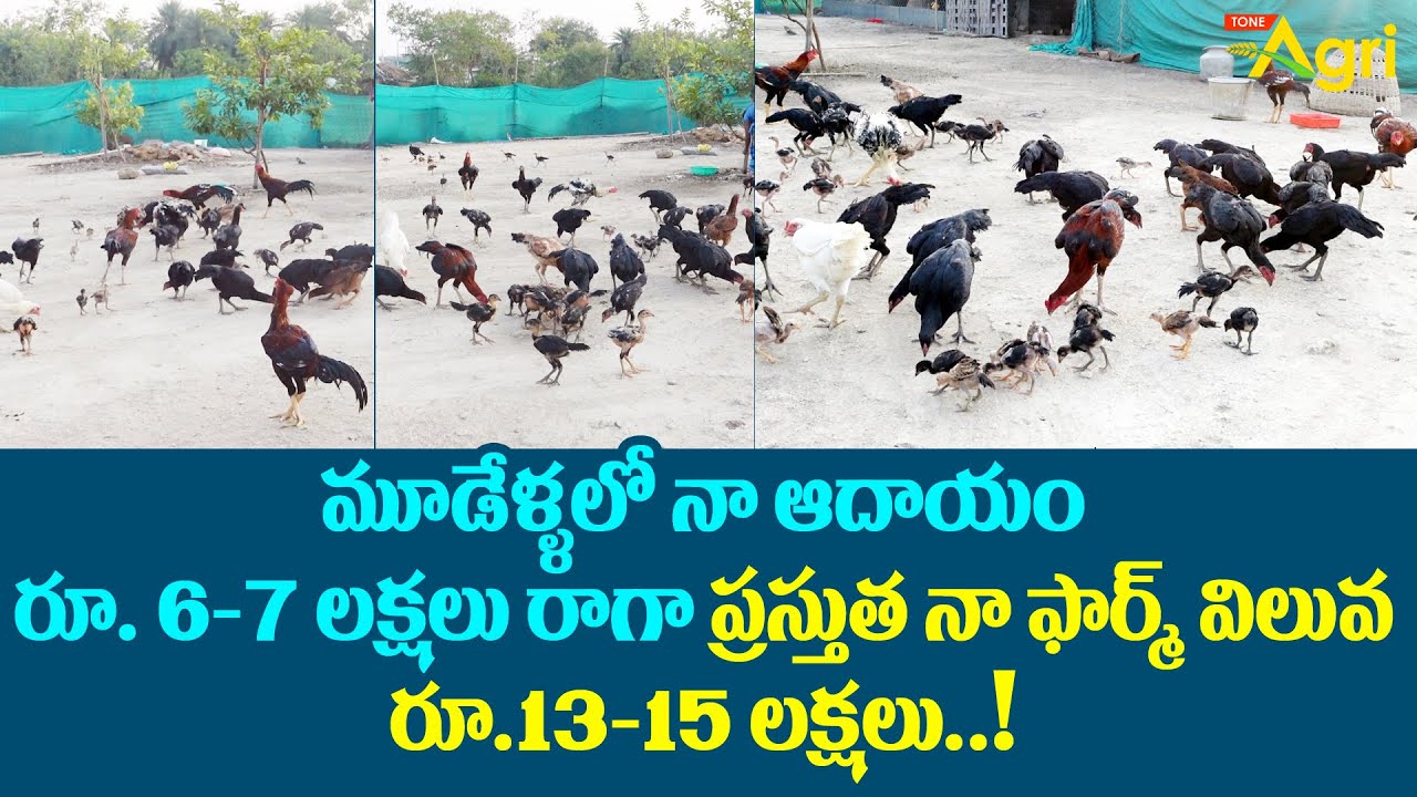 Natu Kollu Farming Telugu | మూడేళ్ళలో నా ఆదాయం 6 - 7 లక్షలు | Tone Agri