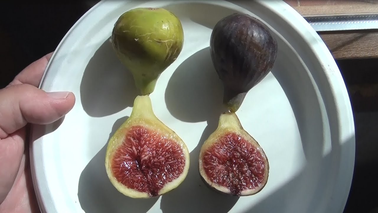 Fig Col De Dame: Blanka vs Negra