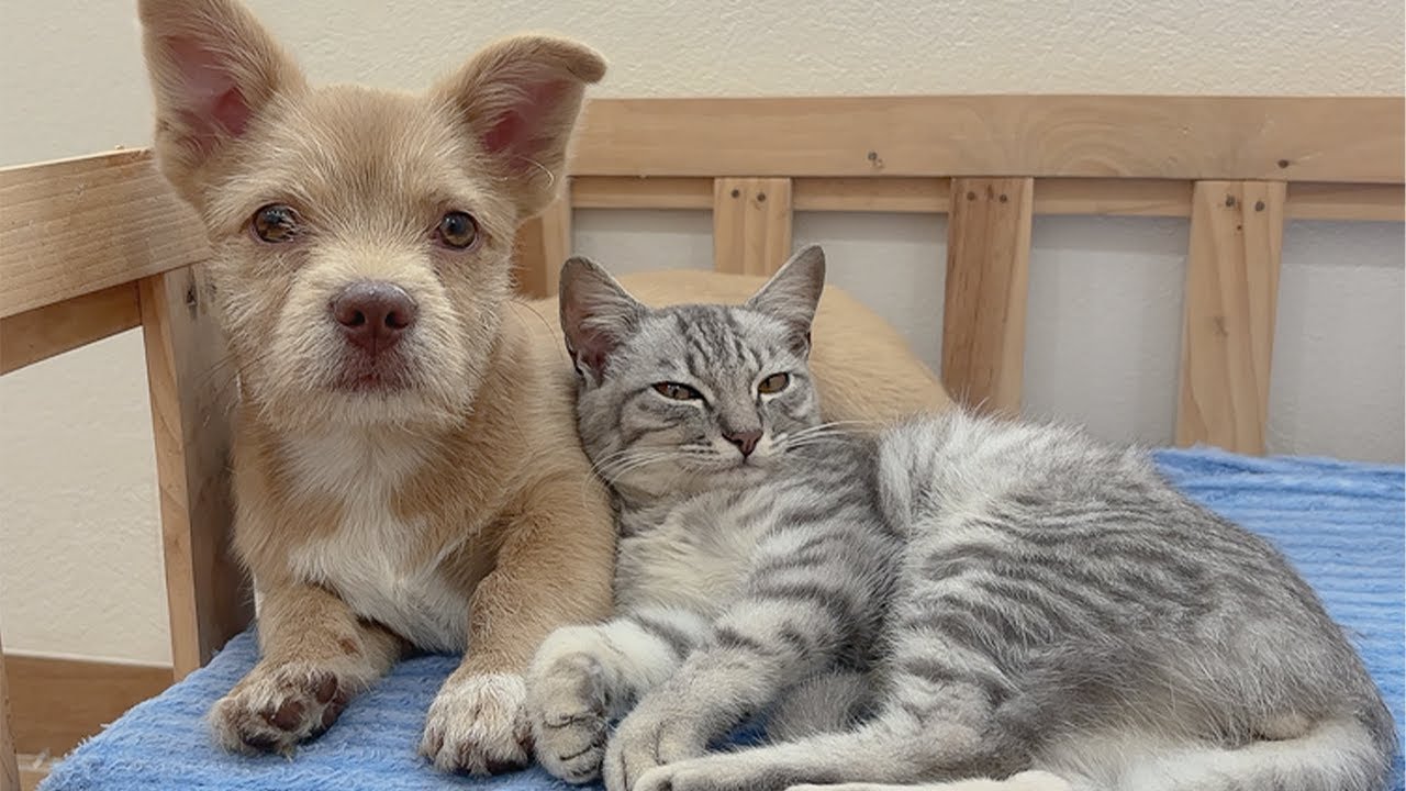 Abandoned Puppy Finds Comfort in a Gentle Kitten — You Won’t Believe What Happens Next
