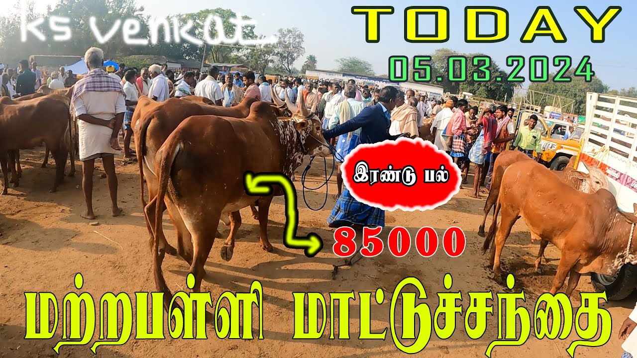 மட்றப்பள்ளி மாட்டுச்சந்தையில் நல்ல ஏர்கன்றுகள் பசுமாடுகள் கிடைத்தன #matrapalli #ksvenkatvlogs #
