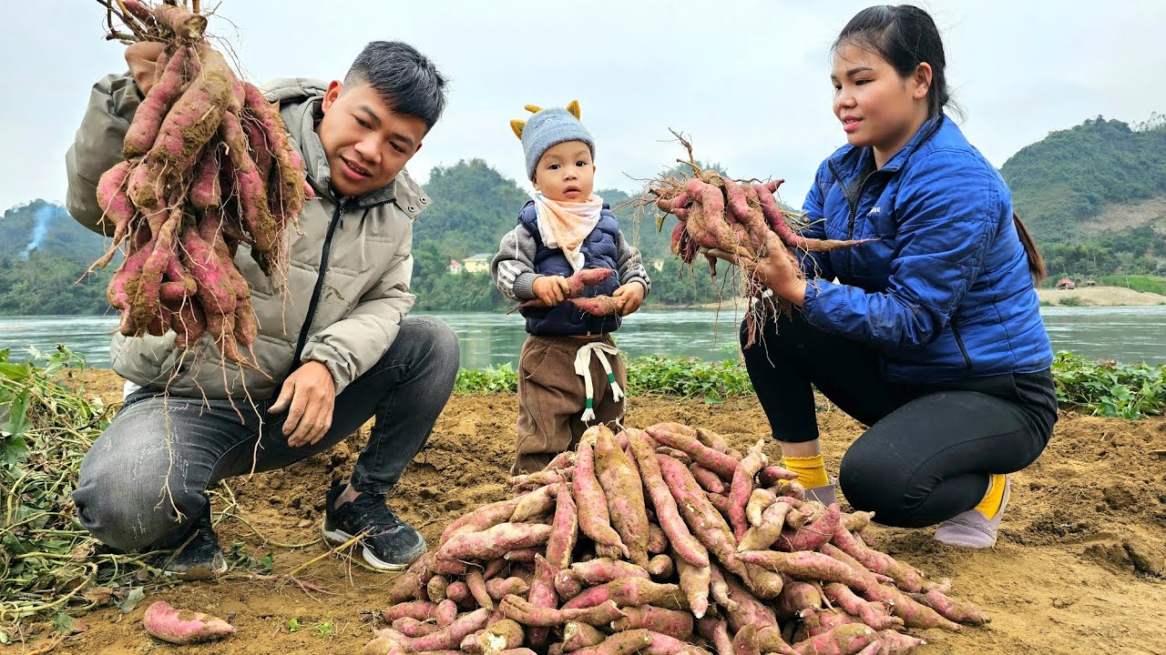 Harvest sweet potatoes goes to the market to sell - Live with nature | Hà Tòn Chài