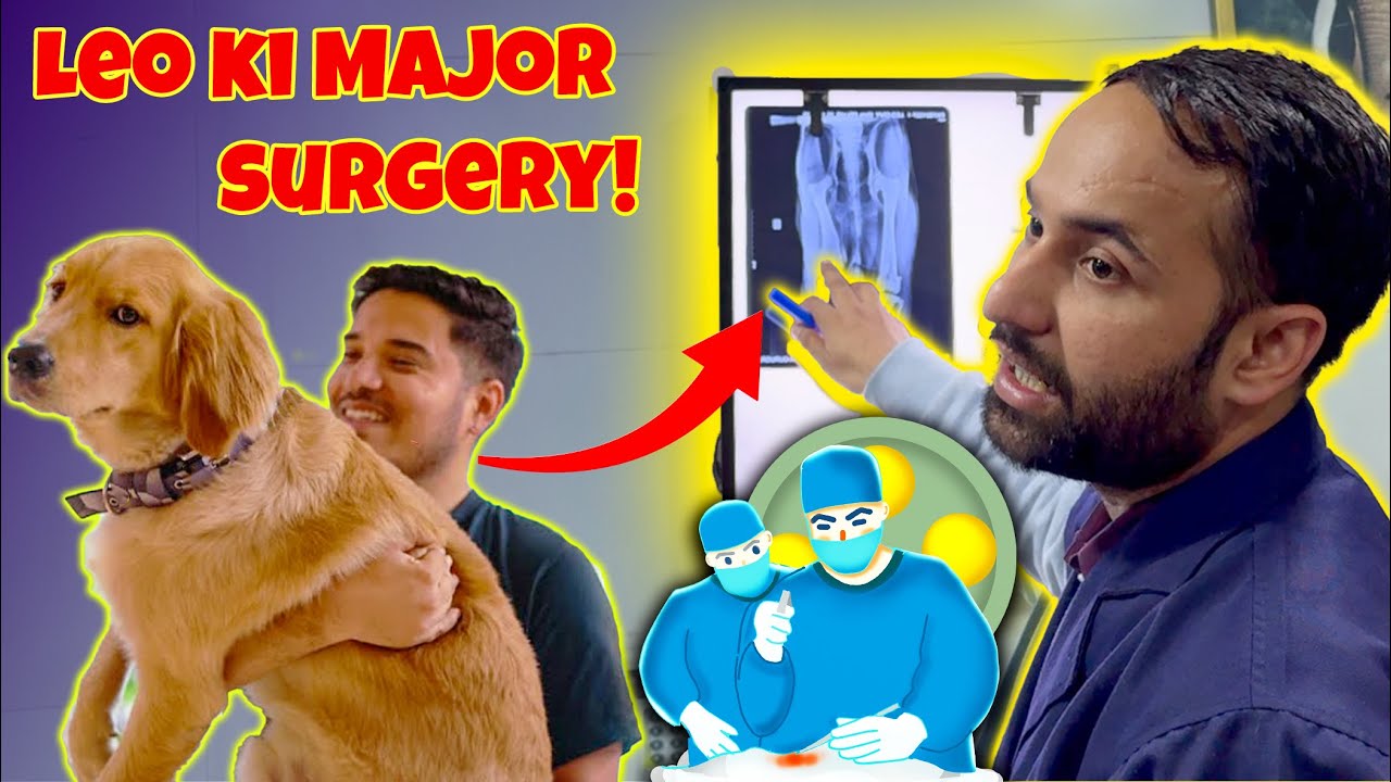 Leo ki surgery ke liye Delhi pahunch gaye🚗 🤗 @THEHIMALAYANHUSKY