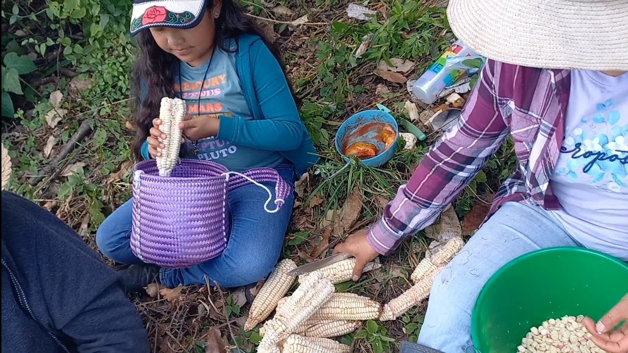 Juntando mazorca 🌽🌽 nueva para totopos y disfrutando de unas ricas 🍐😋 peras 🌻🌸🪻.