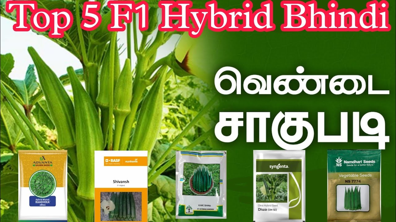 🌾 2025 ஆண்டின் சிறந்த 5 வெண்டைக்காய் ரகம் | Best hybrid F1 Bhindi Seeds and Verities #tamil #bhindi🌾