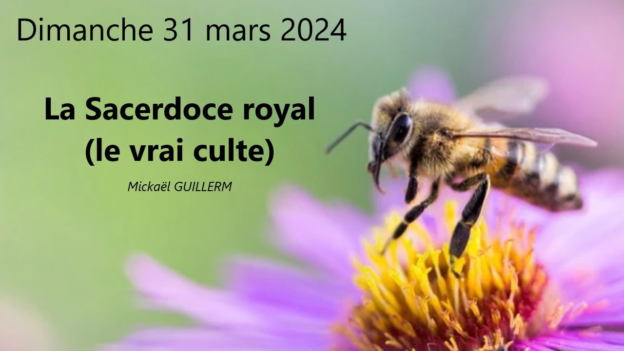 Dimanche 31.03.2024 Le Sacerdoce royal - Le vrai culte (Mickaël GUILLERM)
