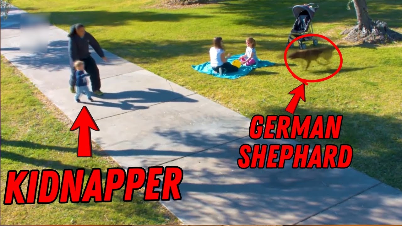 German Shephards Who Saved Their Owners' Lives
