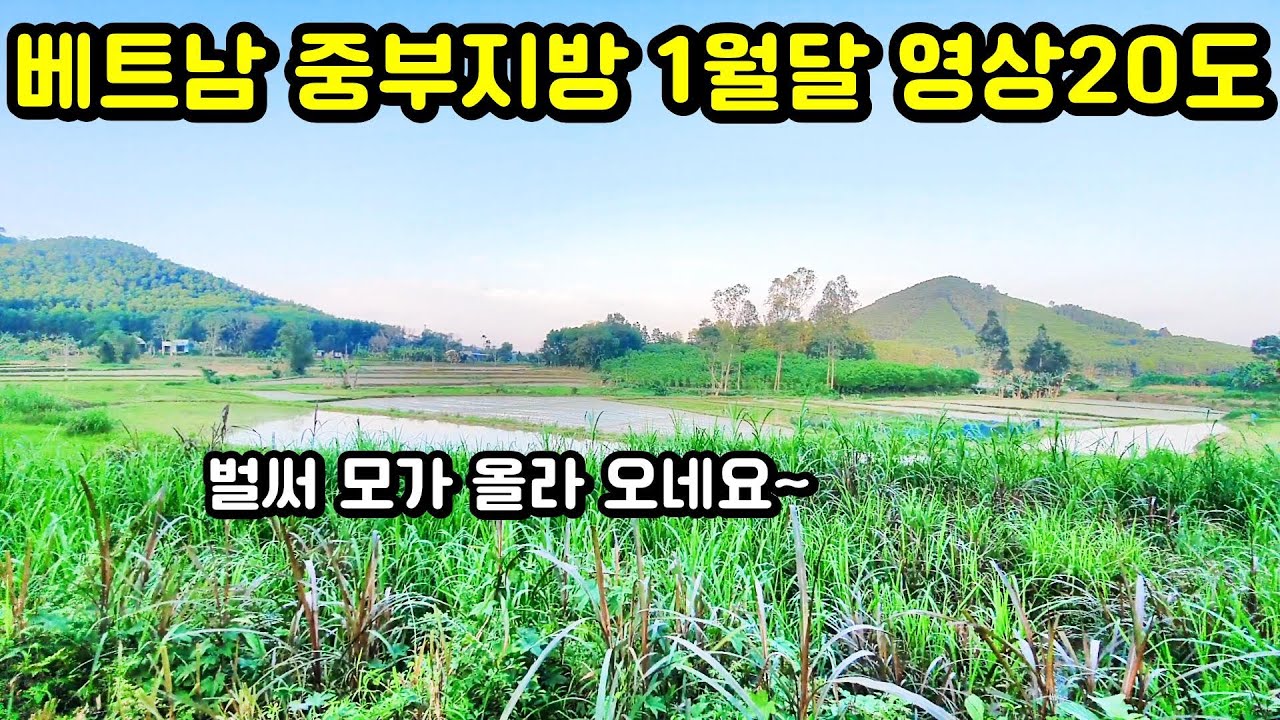 1월초가 봄날씨인 베트남~ #베트남 #베트남국제결혼 #베트남시골