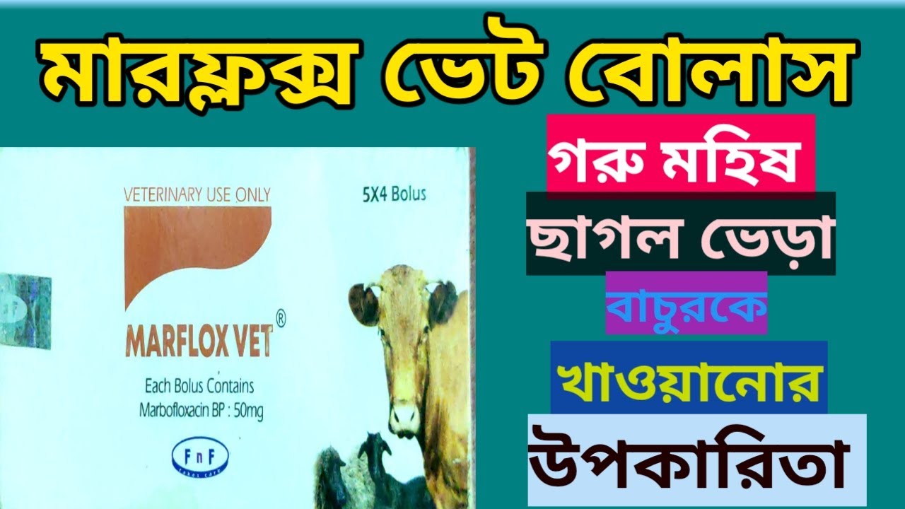 Marflox vet Bolus for cow Buffalo goat sheep calf গবাদিপশুকে খাওয়ানোর উপকারিতা🐐🐂🐑🐄🐏🐫