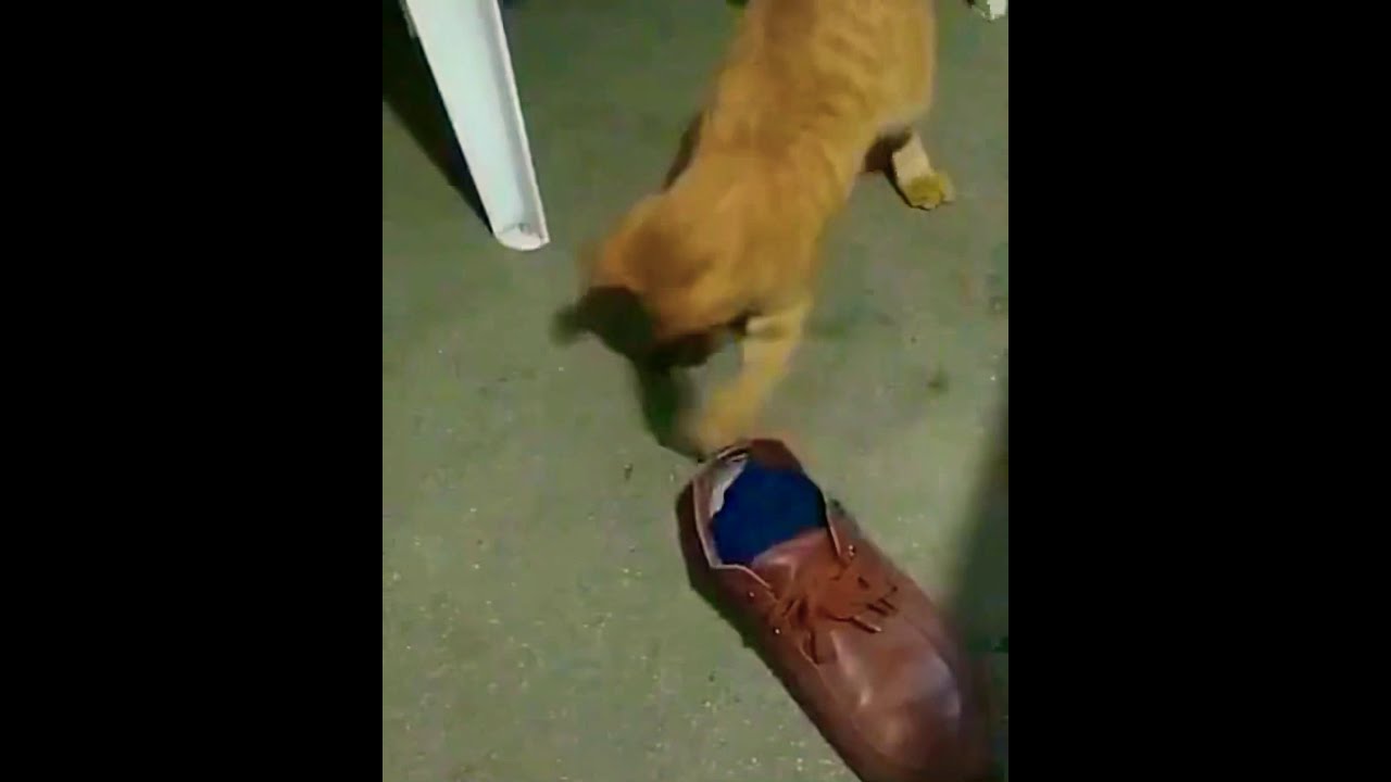 KEDİ ÖZEL HAREKAT Ve FARELERİN MUSALAHASI SONRA YENİ KEDİ FARE OYUNU // KEDİ VE FARE KAVGASI