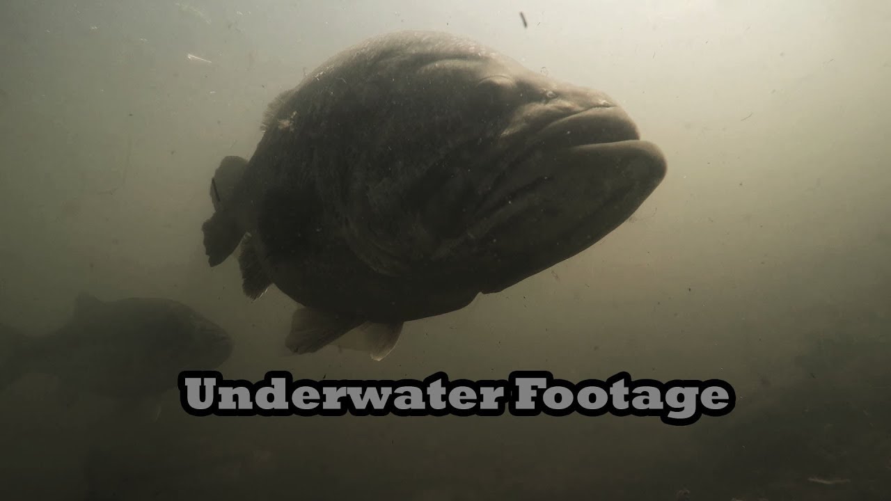 Delta Bed Fishing For Giant Bass: Underwater Footage