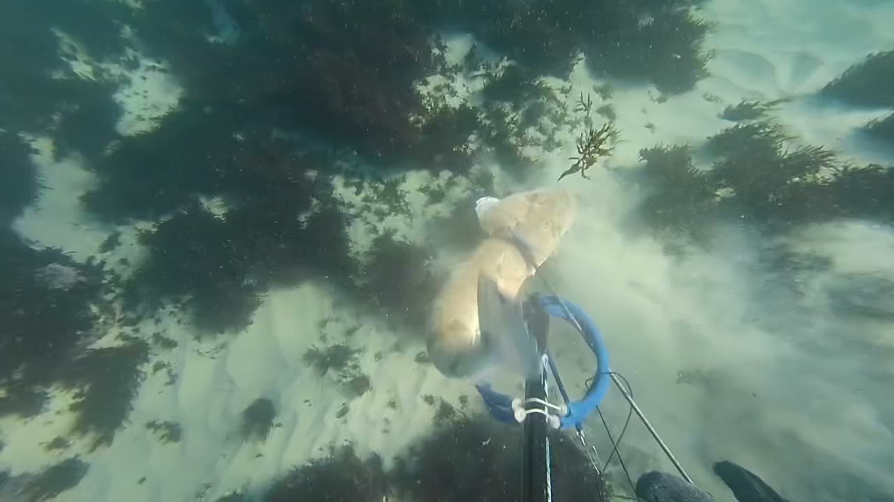 Spearfishing Norah Head
