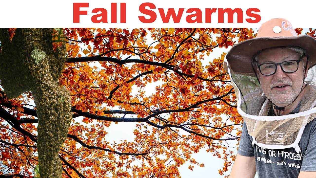 Beekeeping Winter Preparation Series: Fall Swarm Prevention