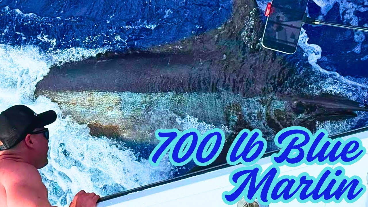 Giant Blue Marlin – Deep Sea Fishing in Kona, Hawaii!