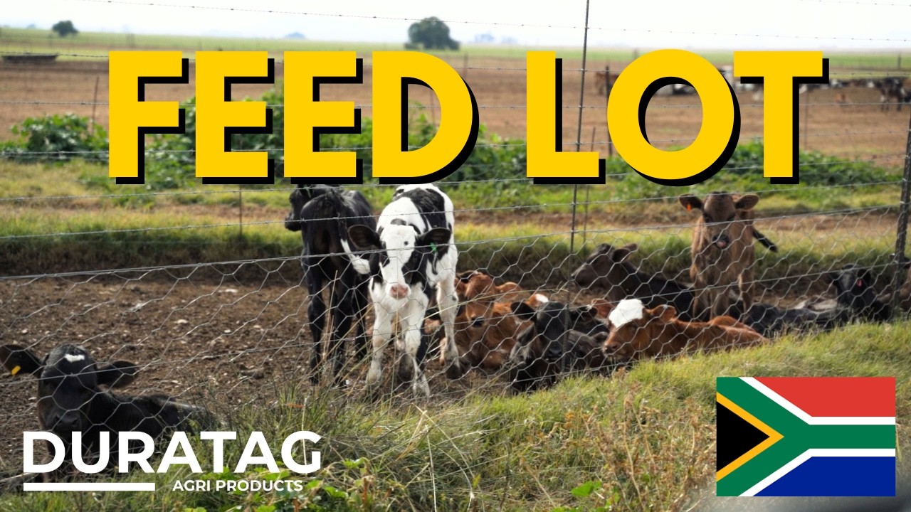 Feedlot Tour: How To Feed Cattle for Maximum Weight Gain