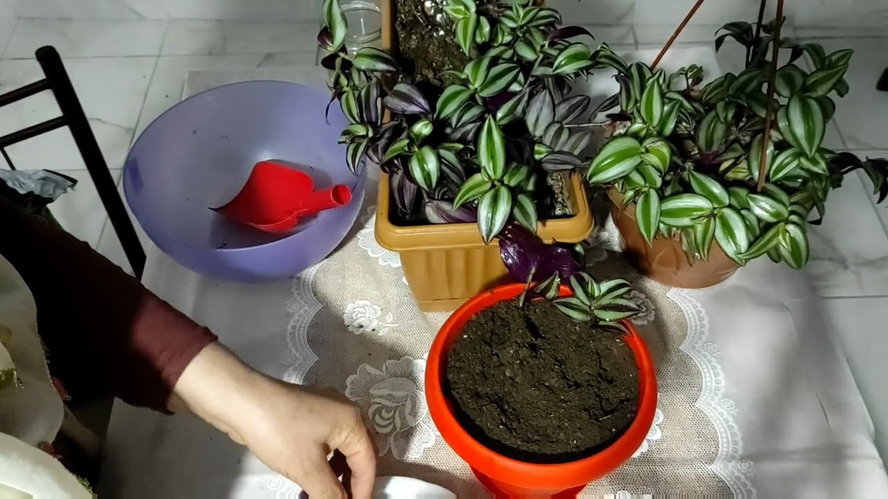 Bir dal dik saksı dolu çiçegin olsun!!Telgraf çiceği