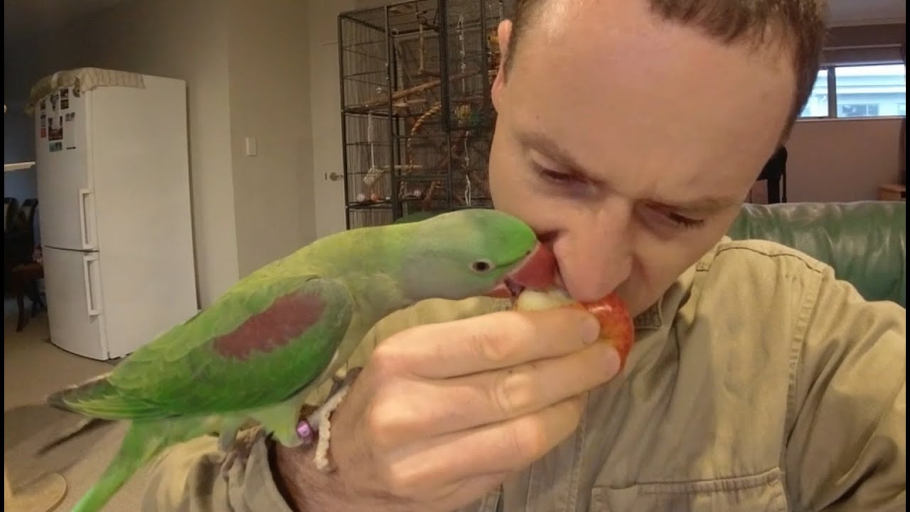 Kiwi is eating apple. He loves them. I started to teach him kiss, kiss.