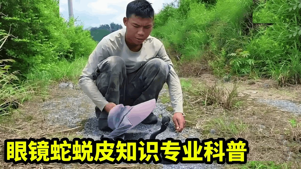 蛇哥一战封神，竟然不是眼王，眼镜蛇蜕皮知识专业科普！【户外蛇哥科普】