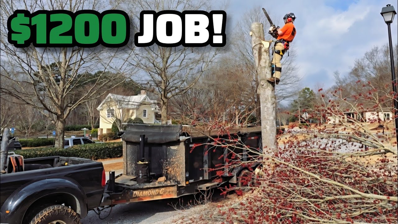 We Got Hired To Remove This Hazardous Tree Because The Customer is Worried About the Utilities!