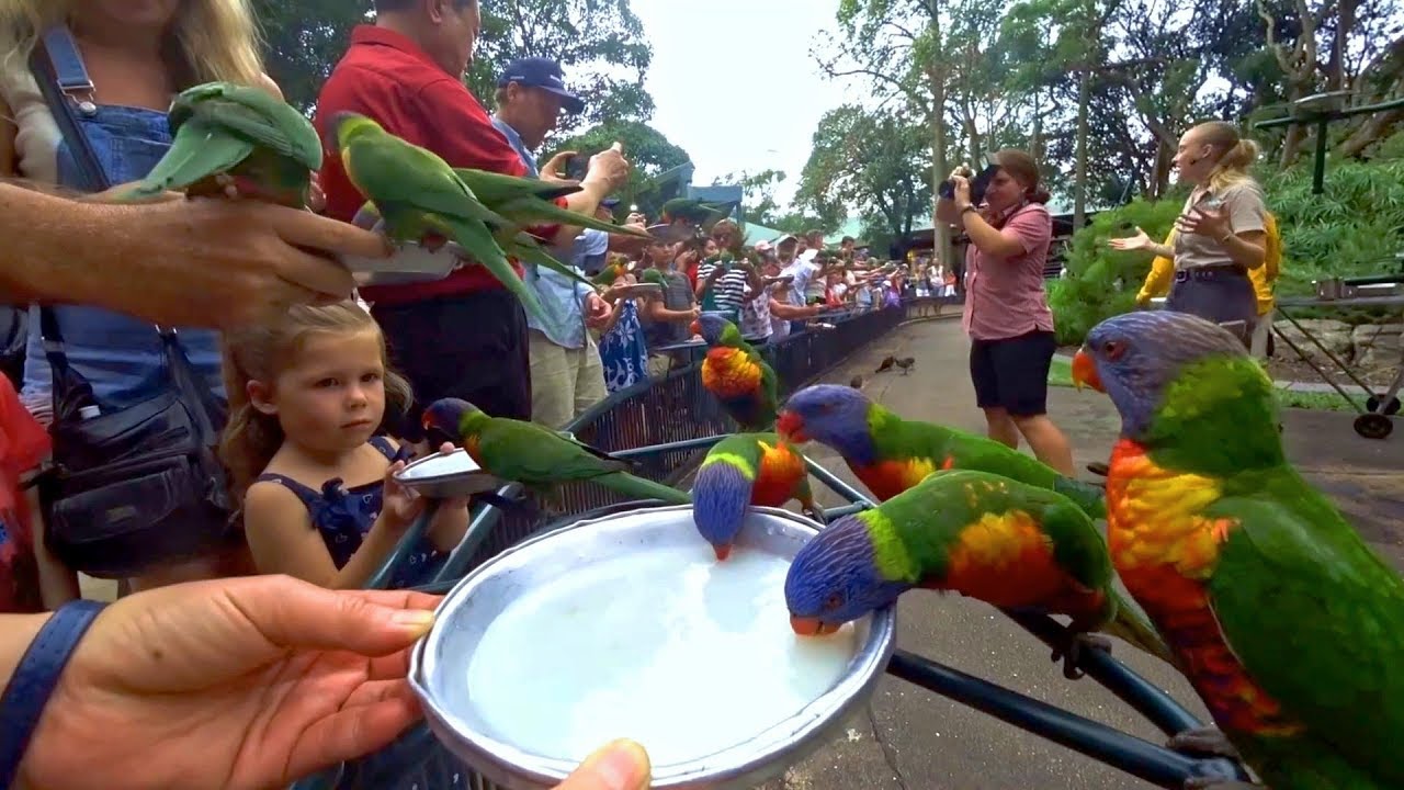 澳洲黃金海岸可倫賓野生動物園 - 虹彩吸蜜鸚鵡 Rainbow Lory, Currumbin Wildlife Sanctuary Gold Coast (Australia)