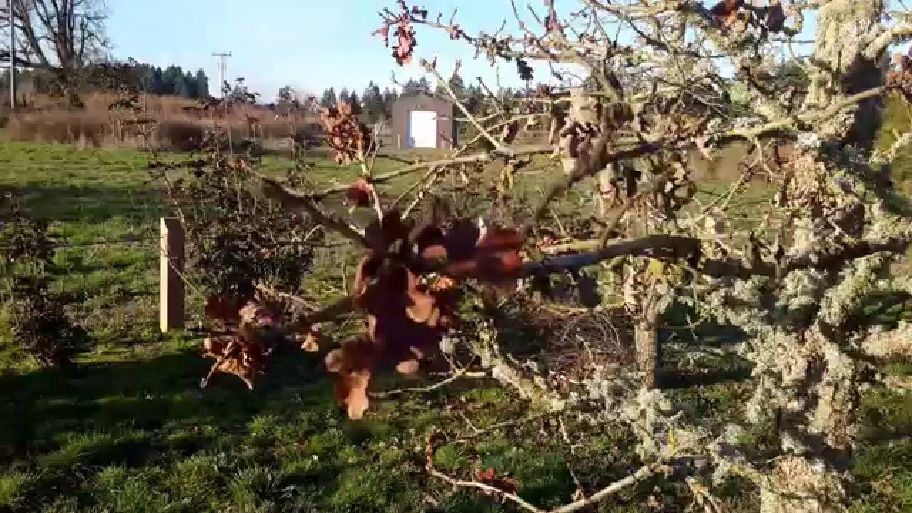 Oregon White Oak / Quercus garryana