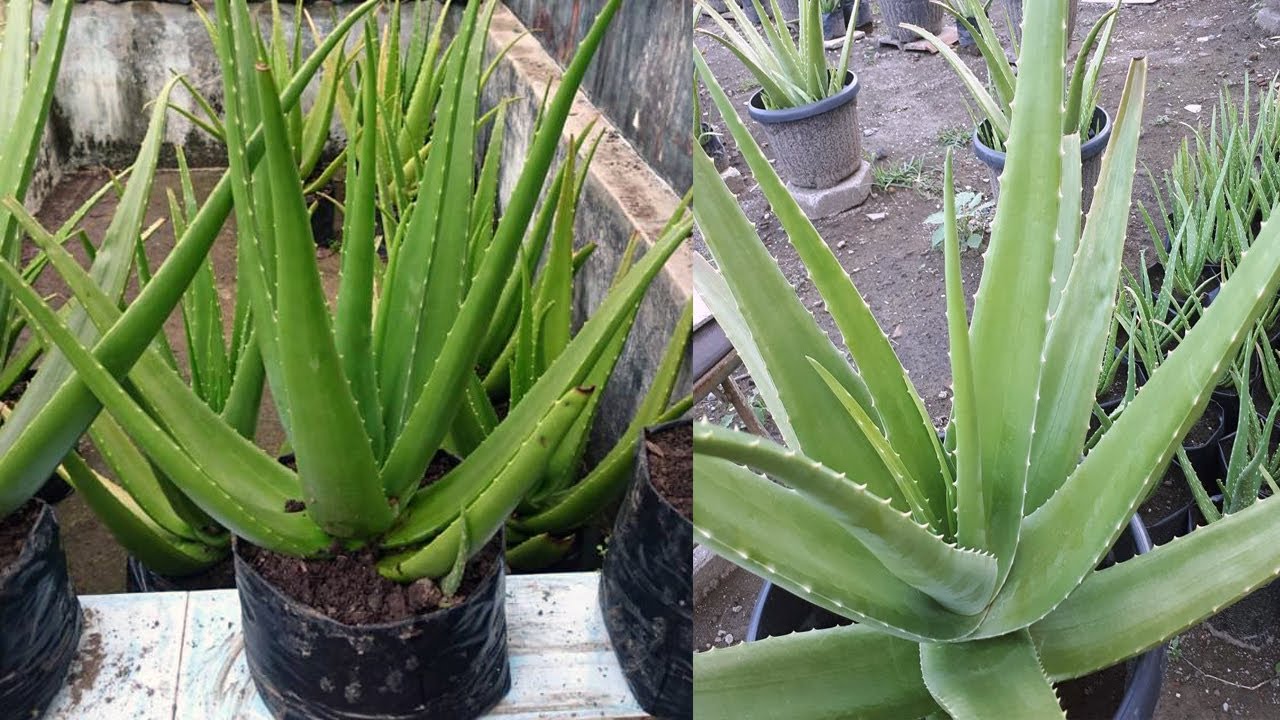 TERNYATA Ini Rahasia Menanam LIDAH BUAYA di Pot Agar Cepat Besar - How to Grow Aloe Vera