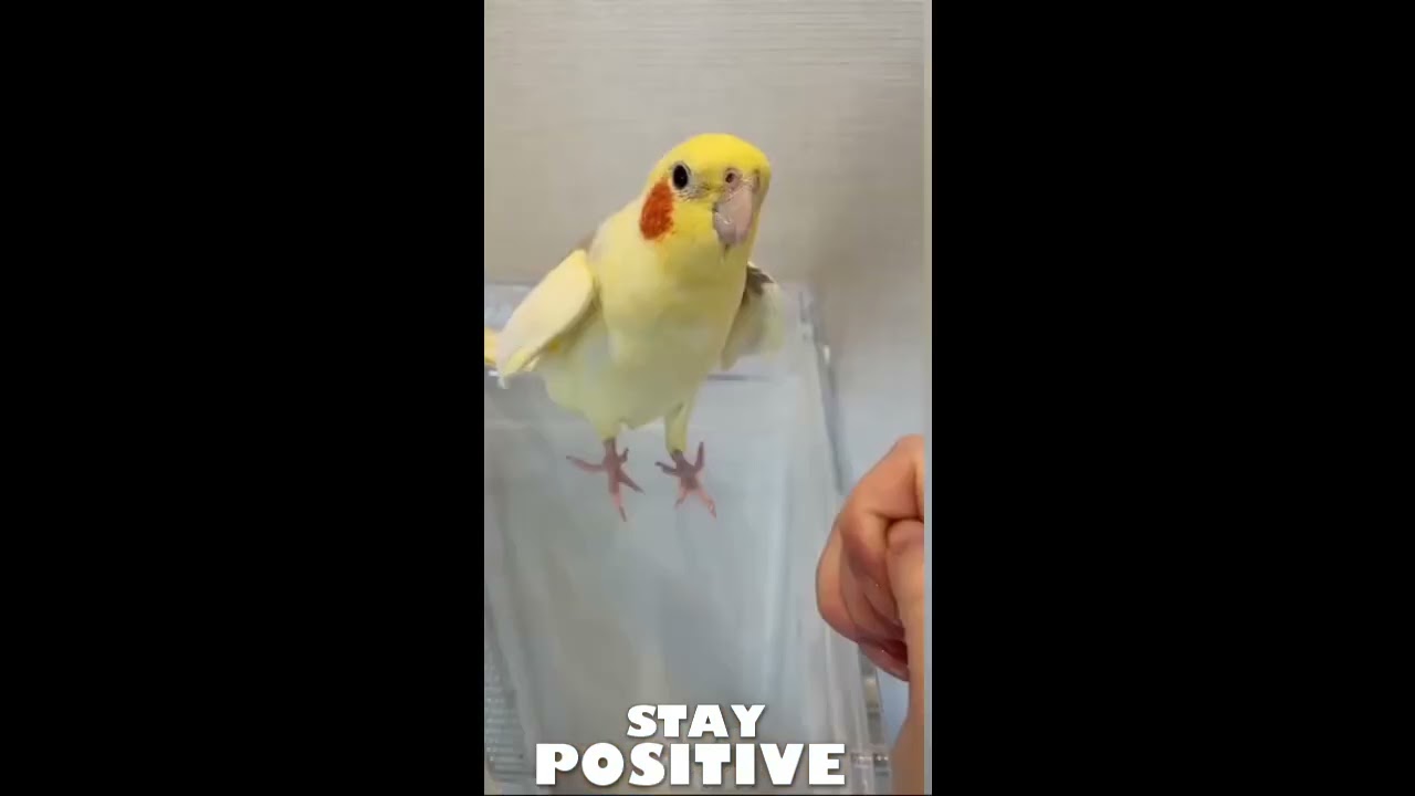 PARROTS :) #shorts #staypositive #animals #funny