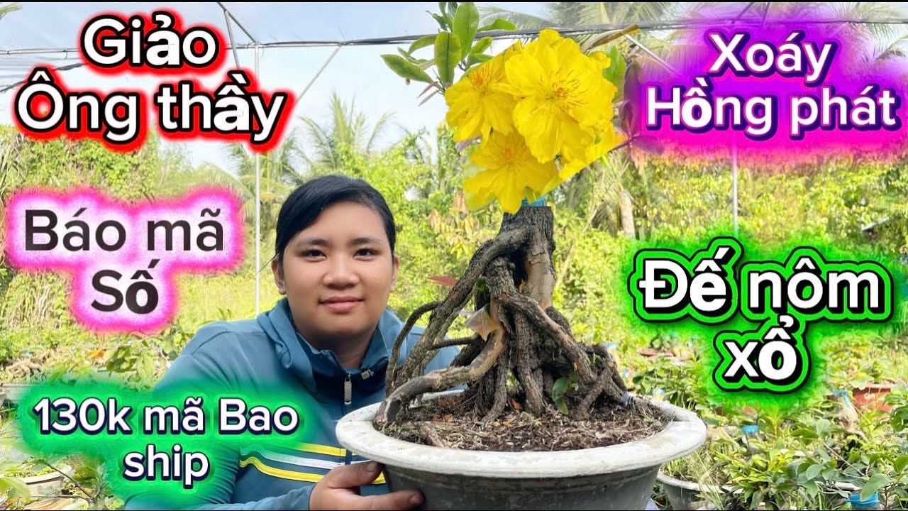 25-2-2026☎️0327.805.559👉Kiều🌲mai vàng giá rẻ báo mã số đế nôm củ nở quá đẹp 