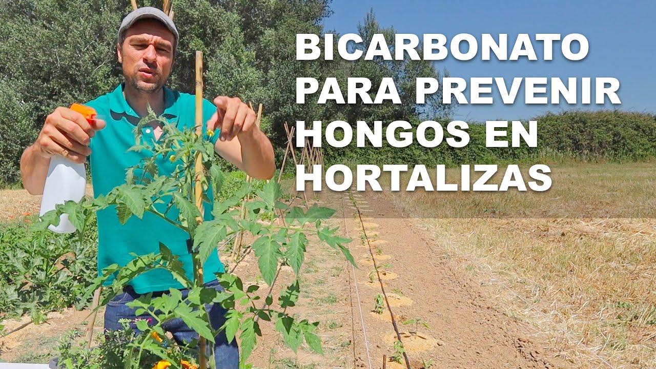 Bicarbonato para prevenir hongos en hortalizas.