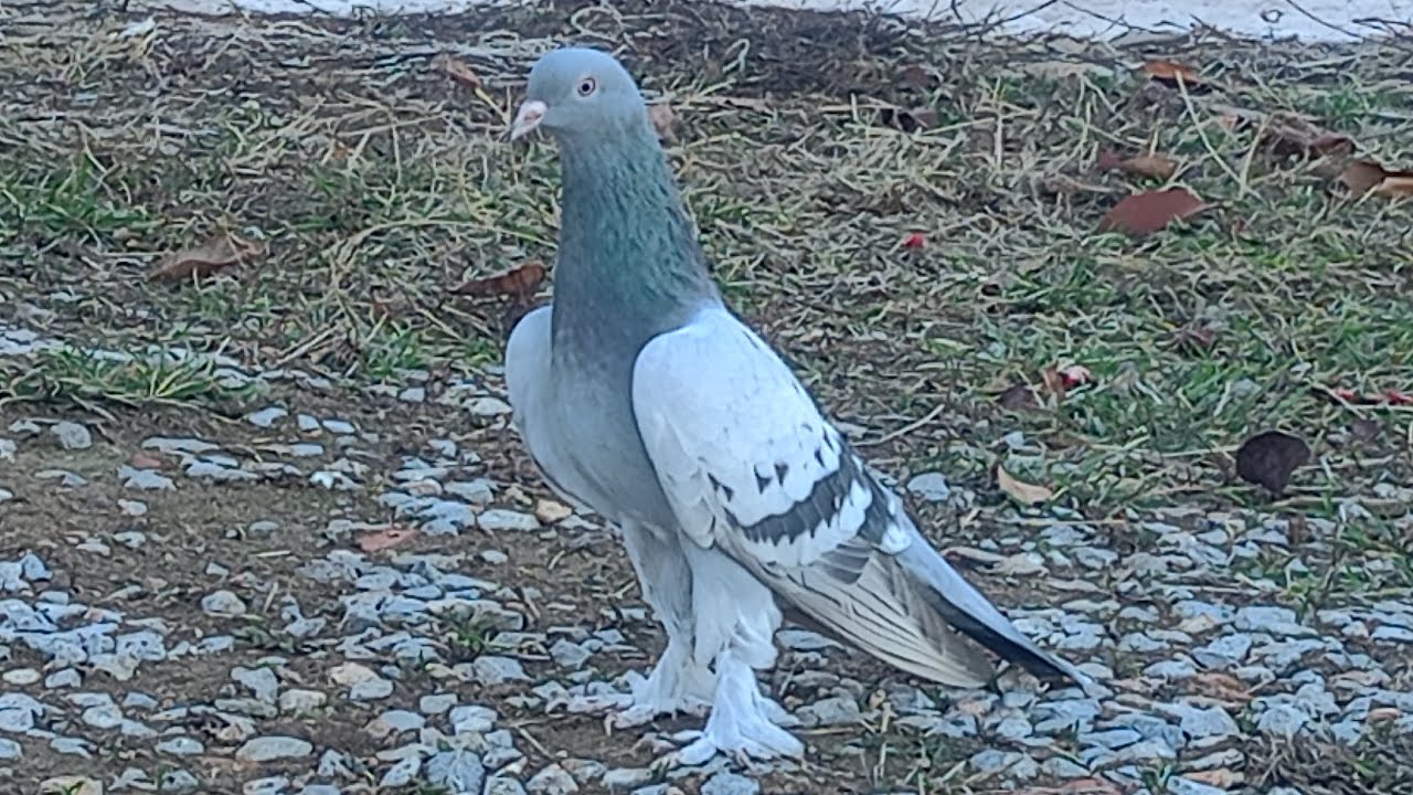 👍İYİ SEYİRLER 👍#güvercin #taklacı #pigeon #colonelkkjϟ 