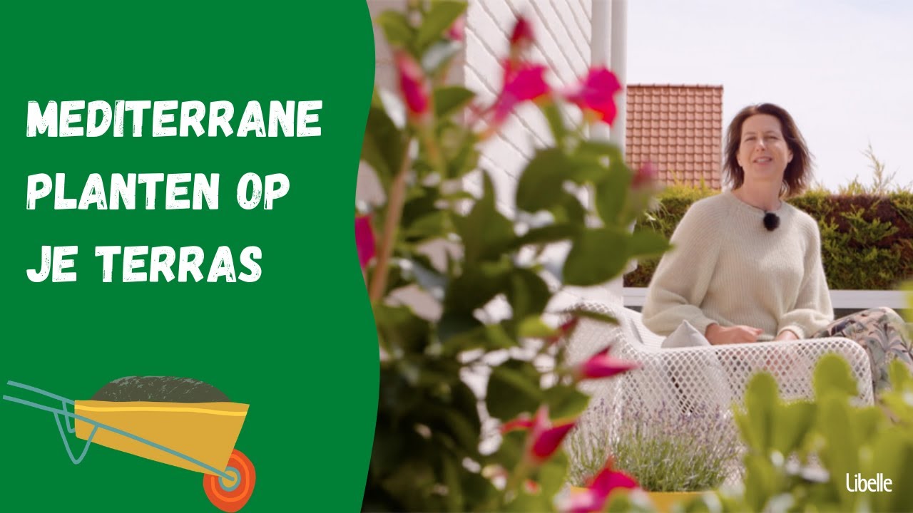 4 mediterrane planten voor een zomers terras