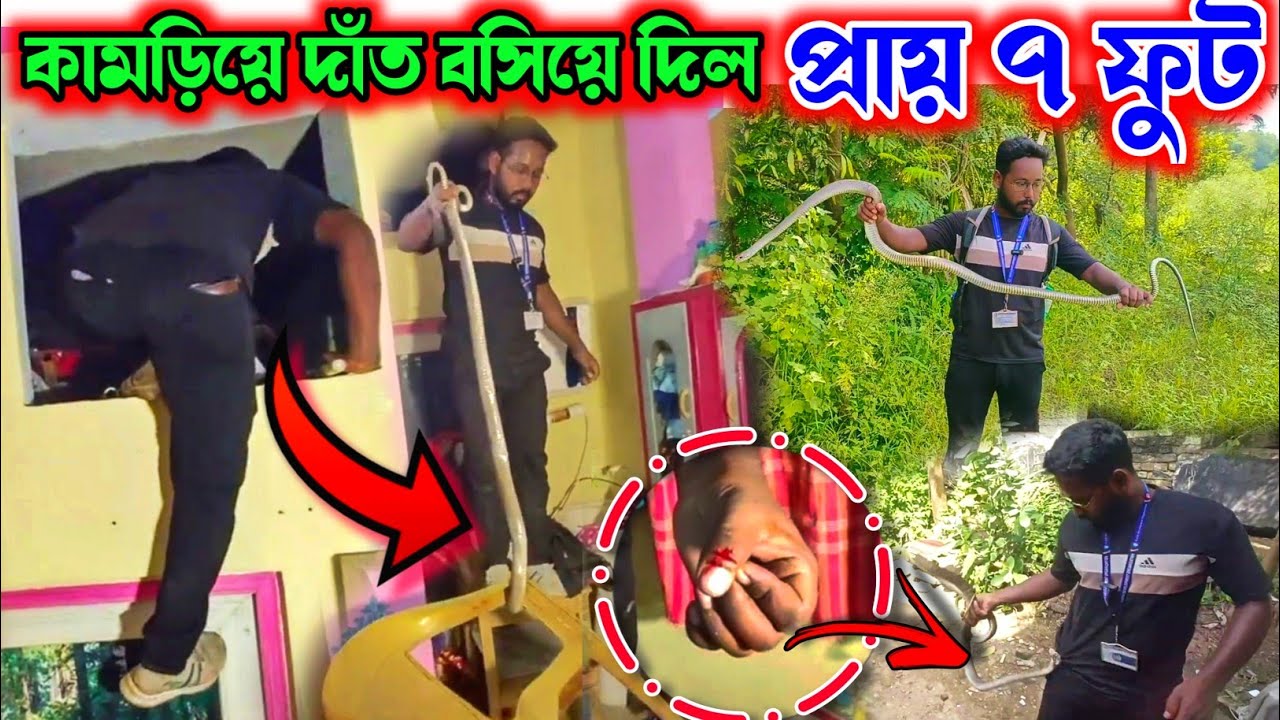 কামড়িয়ে দাঁত বসিয়ে দিলো 😰 সাতফুট লম্বা এই সাপ এত শক্তিশালী যে কোমর ভেঙ্গে দিতে পারে @SamiranBarik